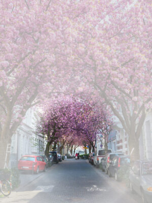 Gleiche Szene der Bonner Kirschblüte mit einer Straße, gesäumt von blühenden Kirschbäumen, deren rosa Blüten ein dichtes Blätterdach über der Straße formen. Kleine Ausfälle in der Peripherie. Im Vordergrund ist ein undurchsichtiger Schleier zu sehen, der das Bild sanft verschwimmen lässt.